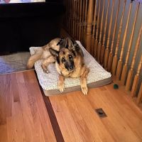 Animal Wellness Center Of Monee ico