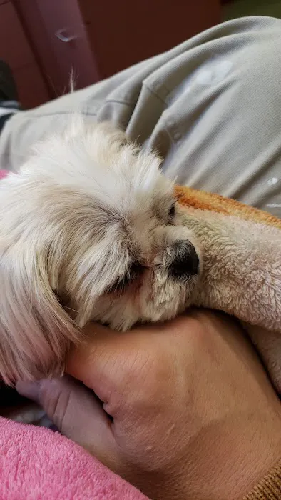Animal Wellness Center Of Monee Picture 7