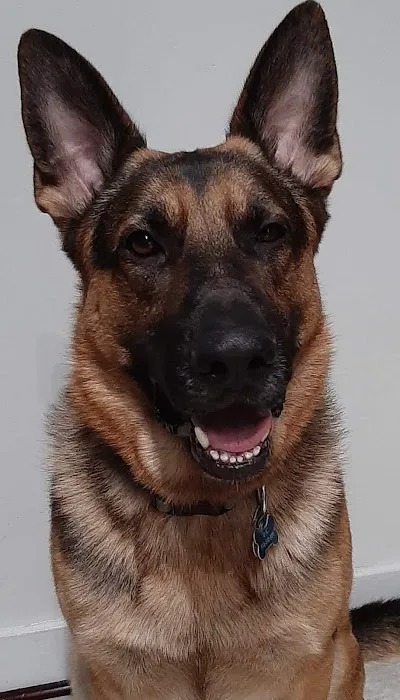 Broadway Pet Hospital Picture 1