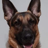 Broadway Pet Hospital ico