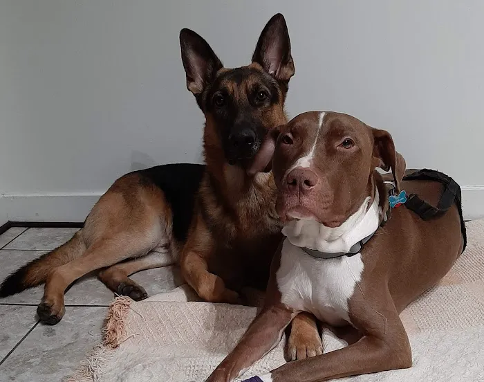 Broadway Pet Hospital Picture 4
