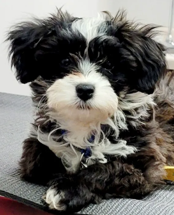 Broadway Pet Hospital Picture 9