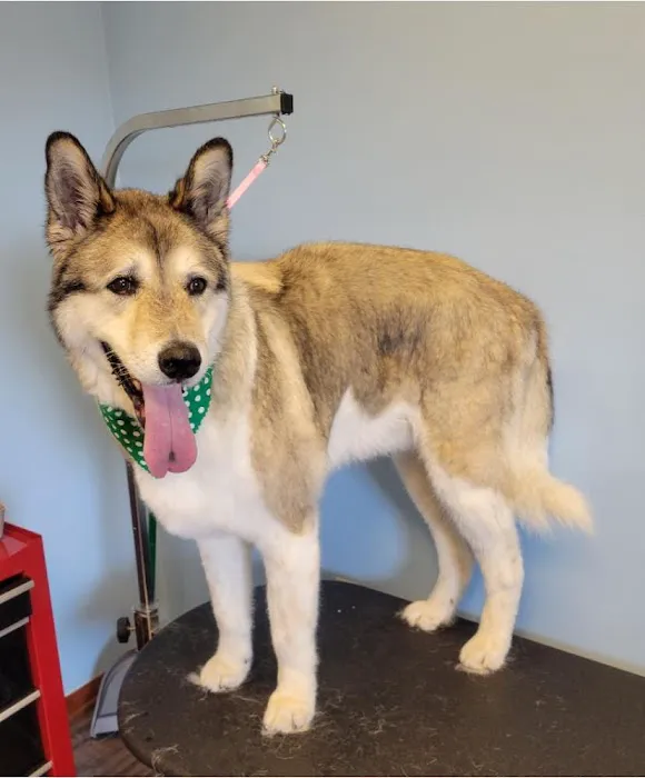 McPheron Animal Clinic Picture 7