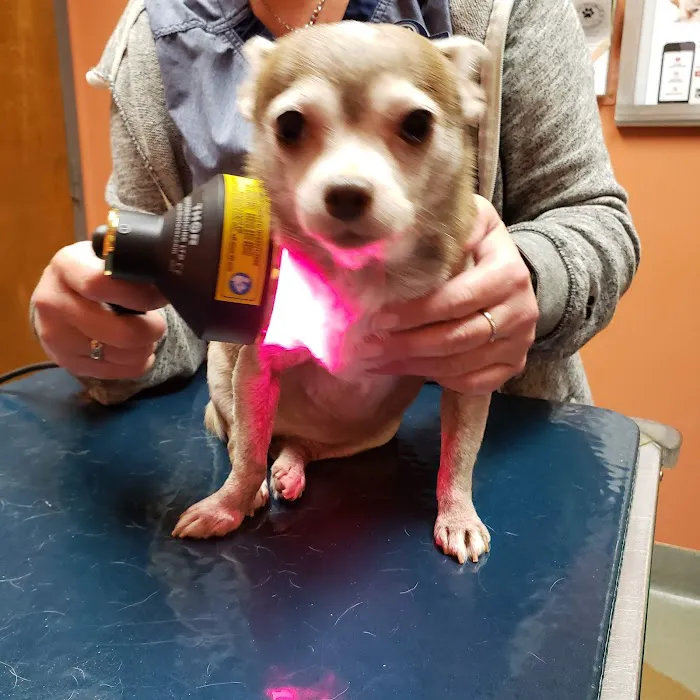 Southlake Animal Hospital PC Picture 8