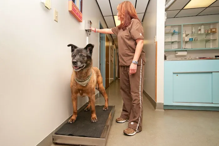 Southlake Animal Hospital PC Picture 10