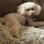 Veterinary Diagnostic Centers-Crown Point, IN