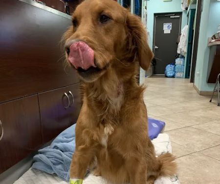 Animal Urgent Care