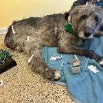Balanced Body Vet Clinic