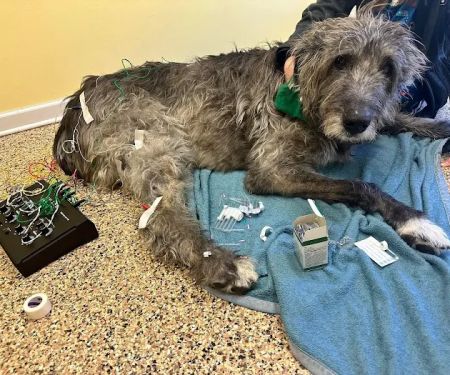 Balanced Body Vet Clinic