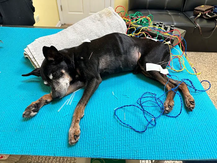 Balanced Body Vet Clinic Picture 2