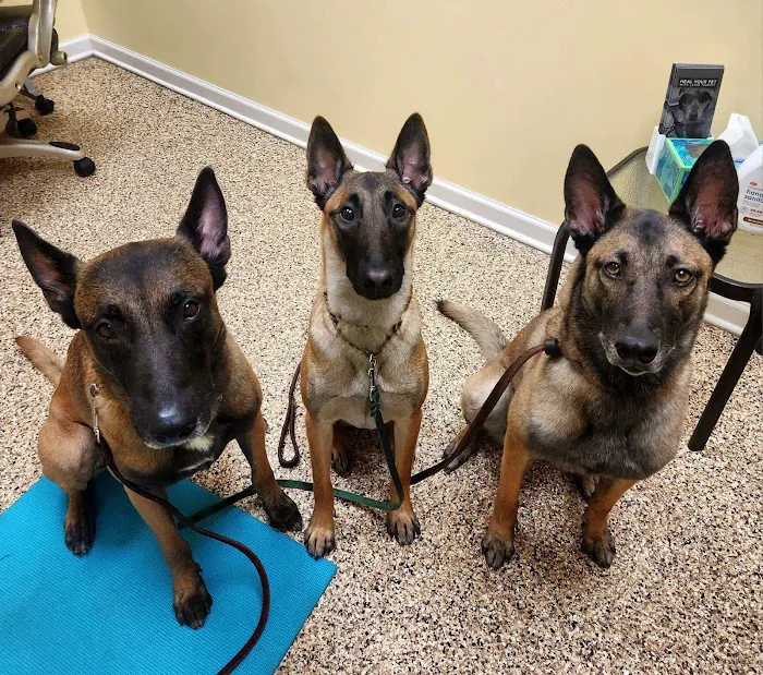 Balanced Body Vet Clinic Picture 4