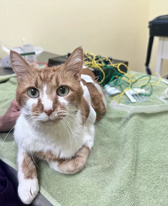 Balanced Body Vet Clinic Picture 8