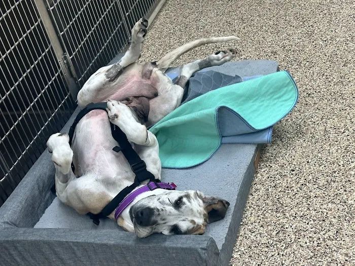 Balanced Body Vet Clinic Picture 7