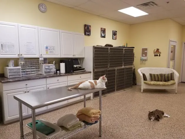 Balanced Body Vet Clinic Picture 9
