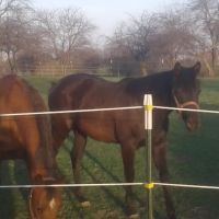 Equine Veterinary Practice ico