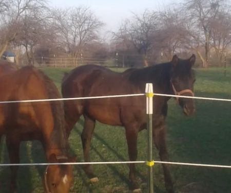 Equine Veterinary Practice