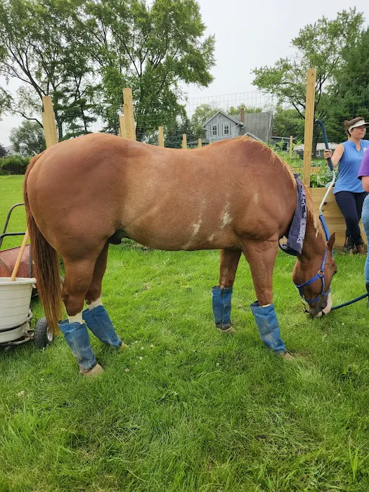 Equine Veterinary Practice Picture 2
