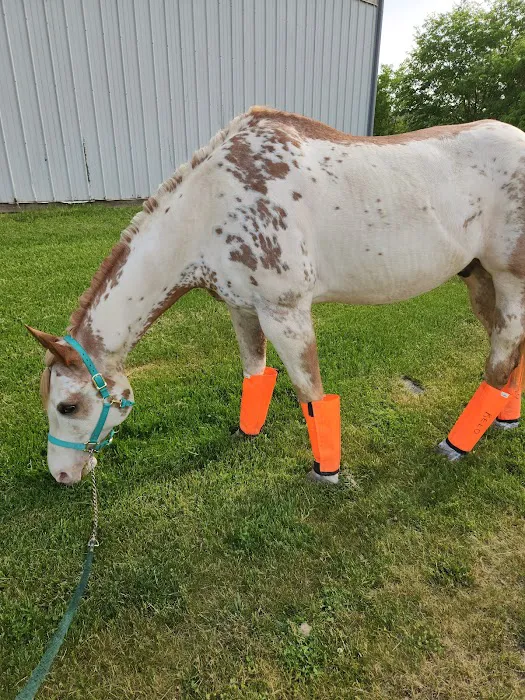 Equine Veterinary Practice Picture 3