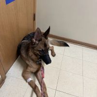 Hickory Creek Animal Hospital ico