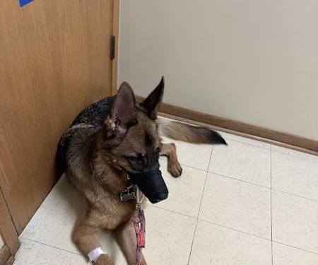 Hickory Creek Animal Hospital