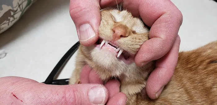 Hickory Creek Animal Hospital Picture 3