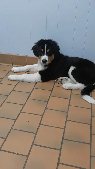 Animal Clinic at New Lenox Picture 6
