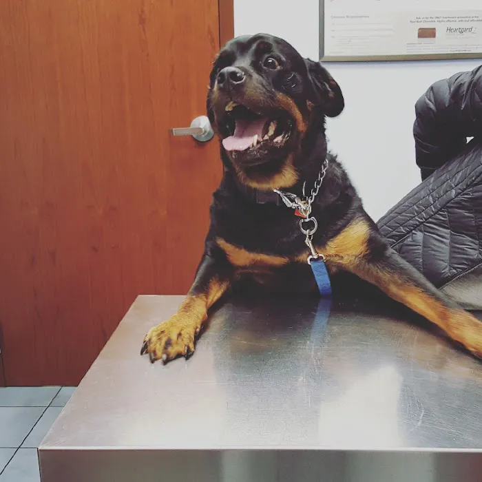 Carey Animal Clinic Picture 1