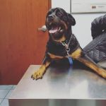 Carey Animal Clinic