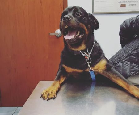 Carey Animal Clinic