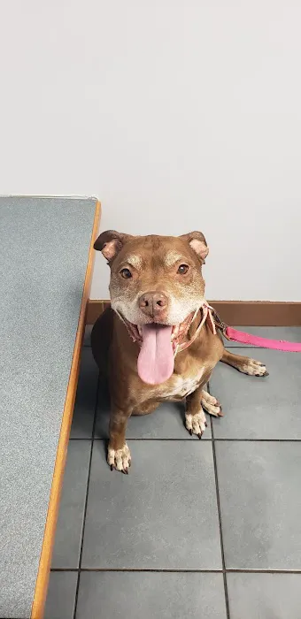 Carey Animal Clinic Picture 5