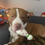 Naperville Animal Hospital