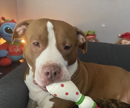 Naperville Animal Hospital
