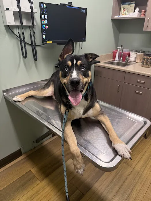 Naperville Animal Hospital Picture 6