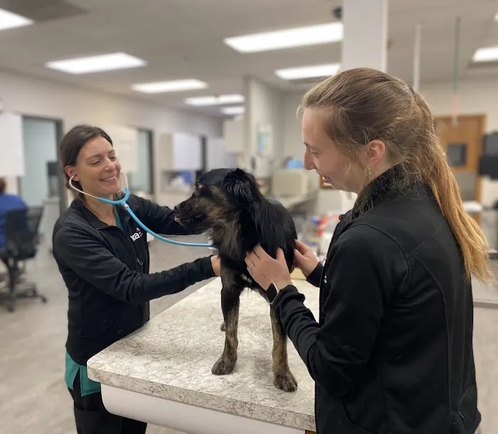 VCA Naper Ridge Animal Hospital Picture 1