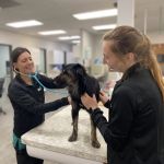 VCA Naper Ridge Animal Hospital