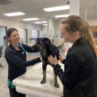 VCA Naper Ridge Animal Hospital ico