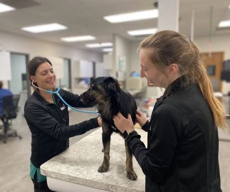 VCA Naper Ridge Animal Hospital
