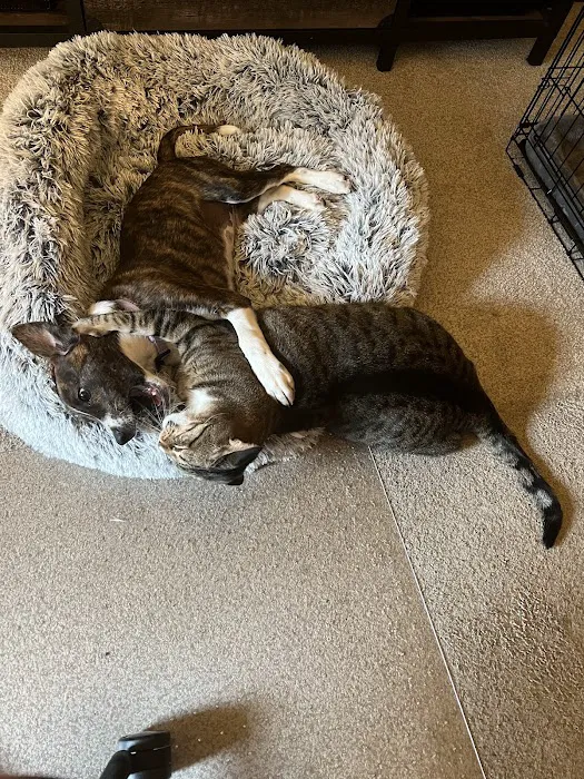 VCA Naper Ridge Animal Hospital Picture 5