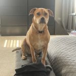 Animal Care Clinic of Homer Glen