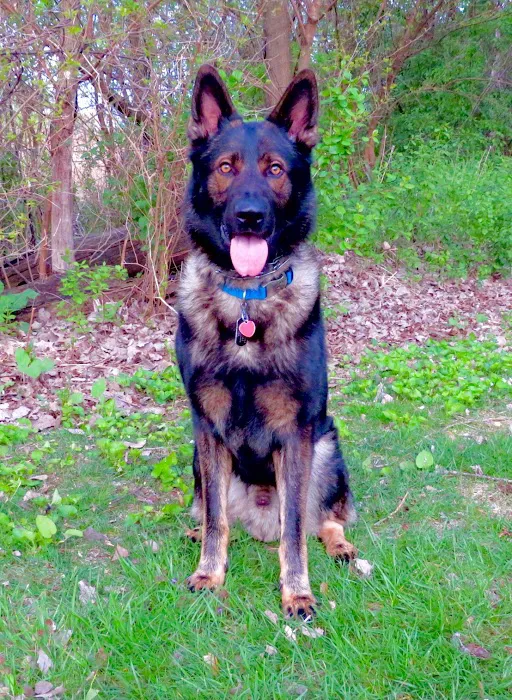 Animal Care Clinic of Homer Glen Picture 10