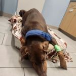 Lockport Animal Hospital