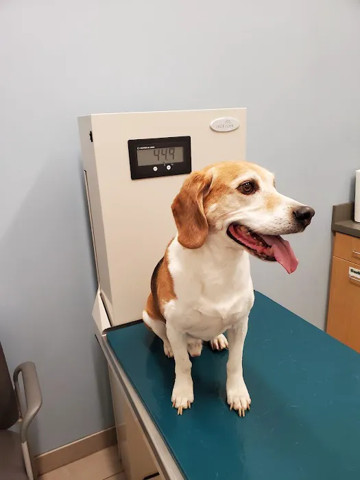 Lockport Animal Hospital Picture 8