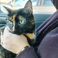 Colonial Manor Animal Hospital ico