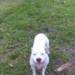 VCA All Pets Animal Hospital