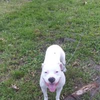 VCA All Pets Animal Hospital ico