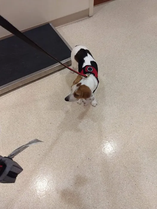 VCA All Pets Animal Hospital Picture 3