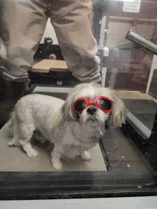 Veterinary Sports Medicine & Rehabilitation of Homer Glen Picture 1