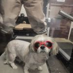 Veterinary Sports Medicine & Rehabilitation of Homer Glen