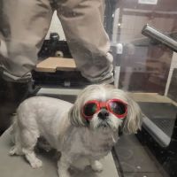 Veterinary Sports Medicine & Rehabilitation of Homer Glen ico