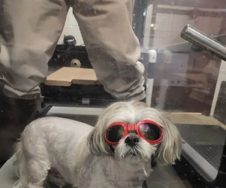 Veterinary Sports Medicine & Rehabilitation of Homer Glen